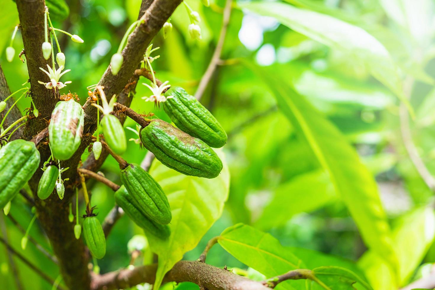 Kakaofrucht auf einem Ast des Baumes foto
