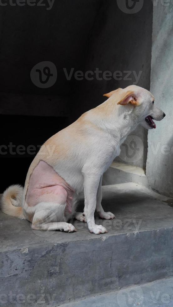 Krebs Hund Sitzung Bild hd foto