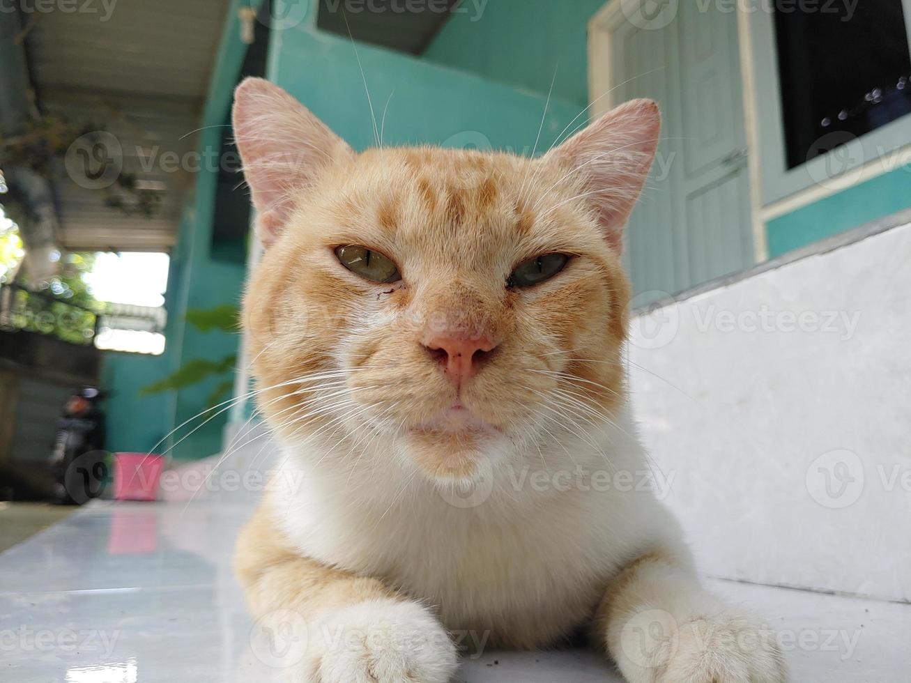 Orange Katze auf das Fußboden im Vorderseite von das Haus. foto