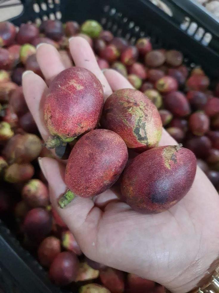 im Indonesien diese Obst ist namens Sapodilla klein foto