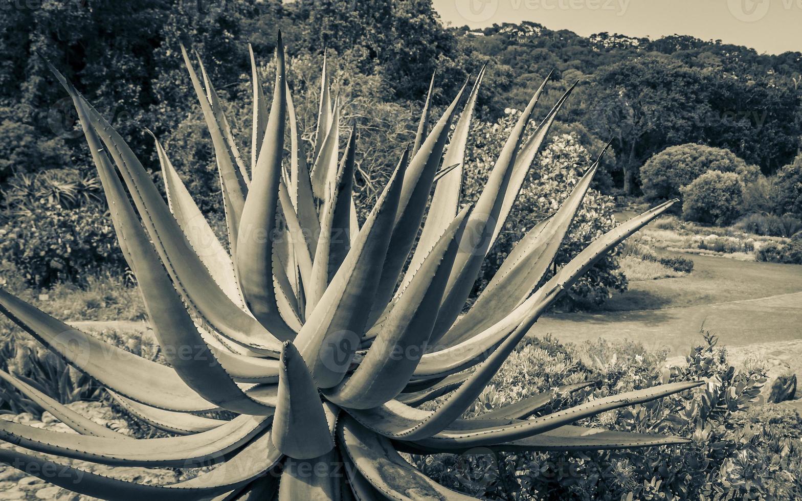 große Aloe Vera Kaktuspflanze, Kapstadt, Südafrika. foto