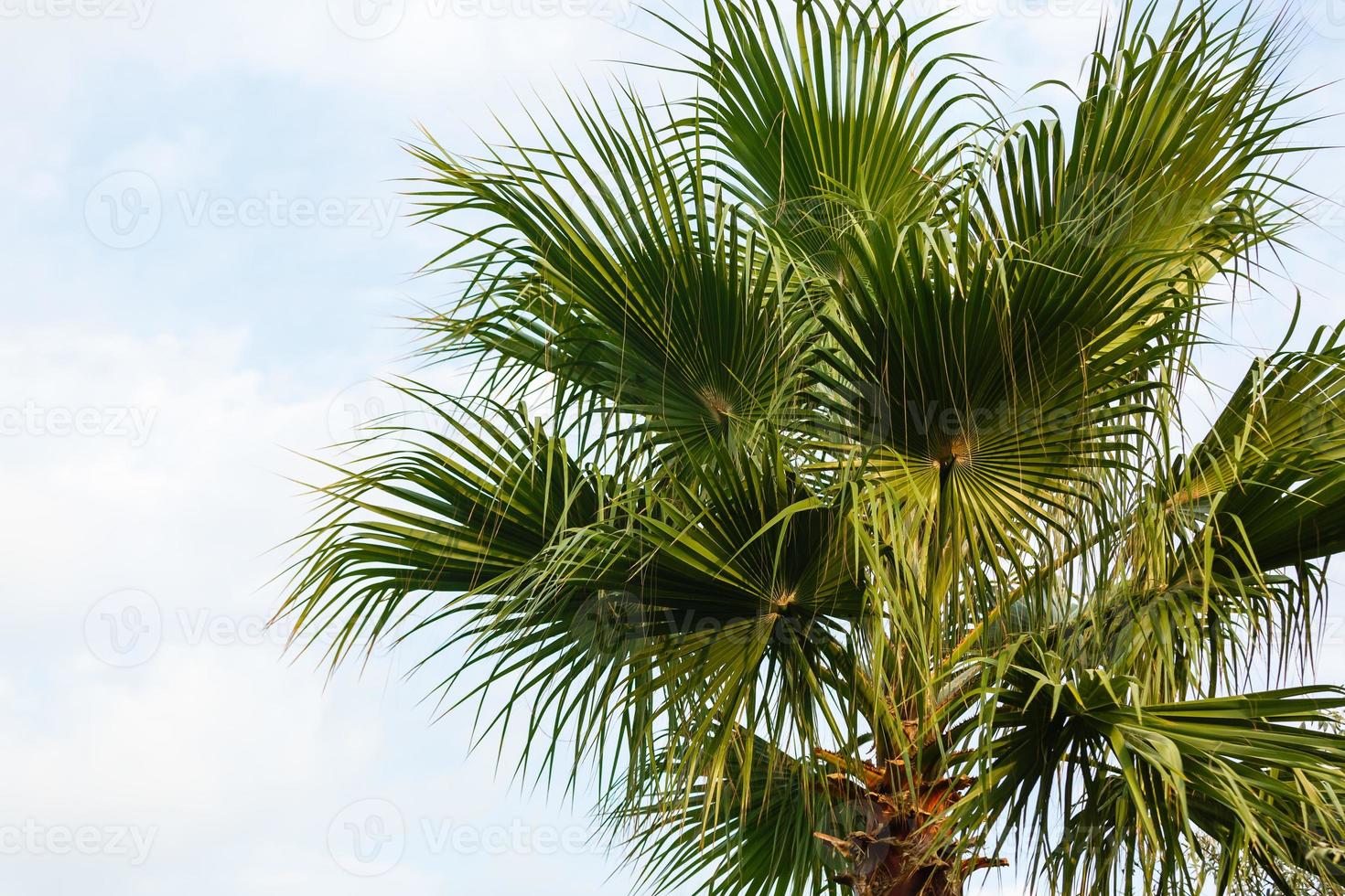 Palmen gegen blauen Himmel. foto