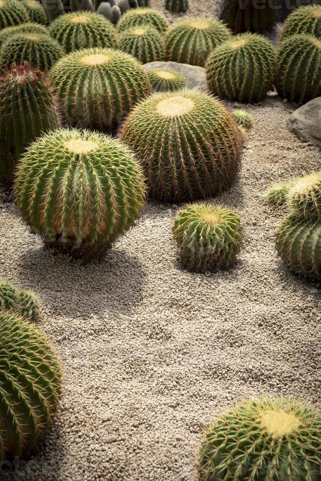 Gruppe von Echinocactus Pflanzen auf Vulkan trocken Boden mit Vulkan Kies foto