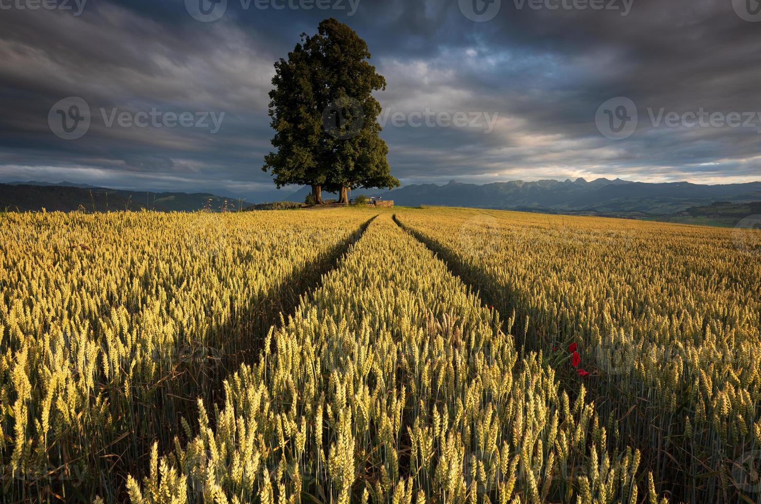 ein Weizen Feld mit Traktor Spuren.a groß Baum im das Hintergrund foto