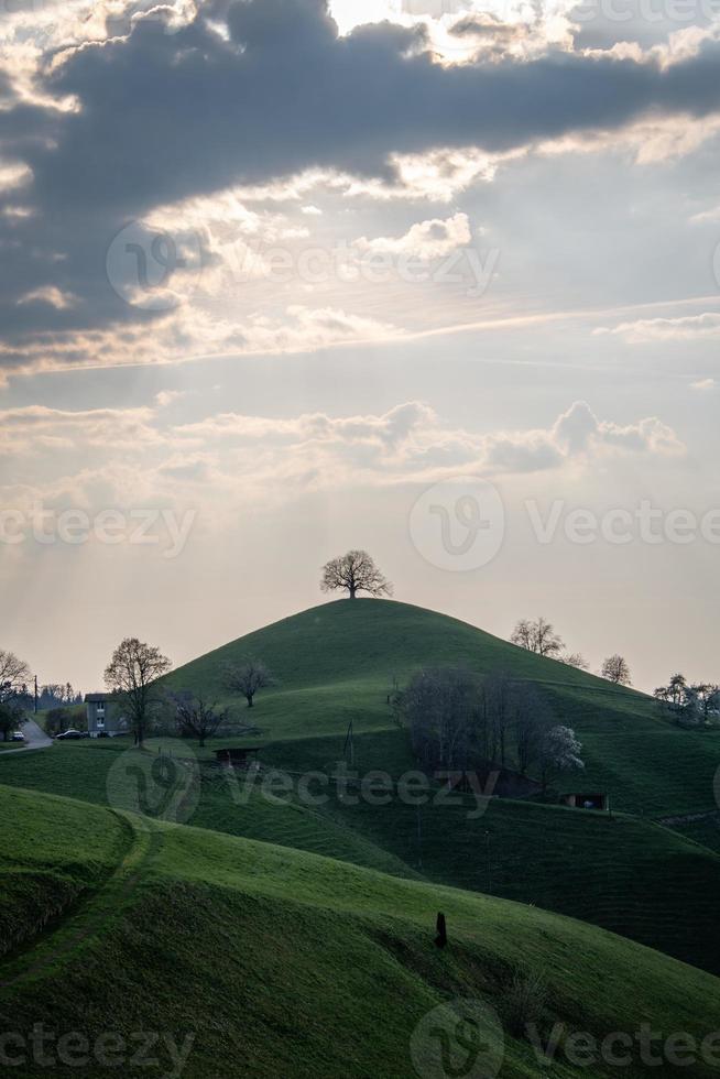 Bäume Stehen auf Hügel während das Sonnenuntergang foto