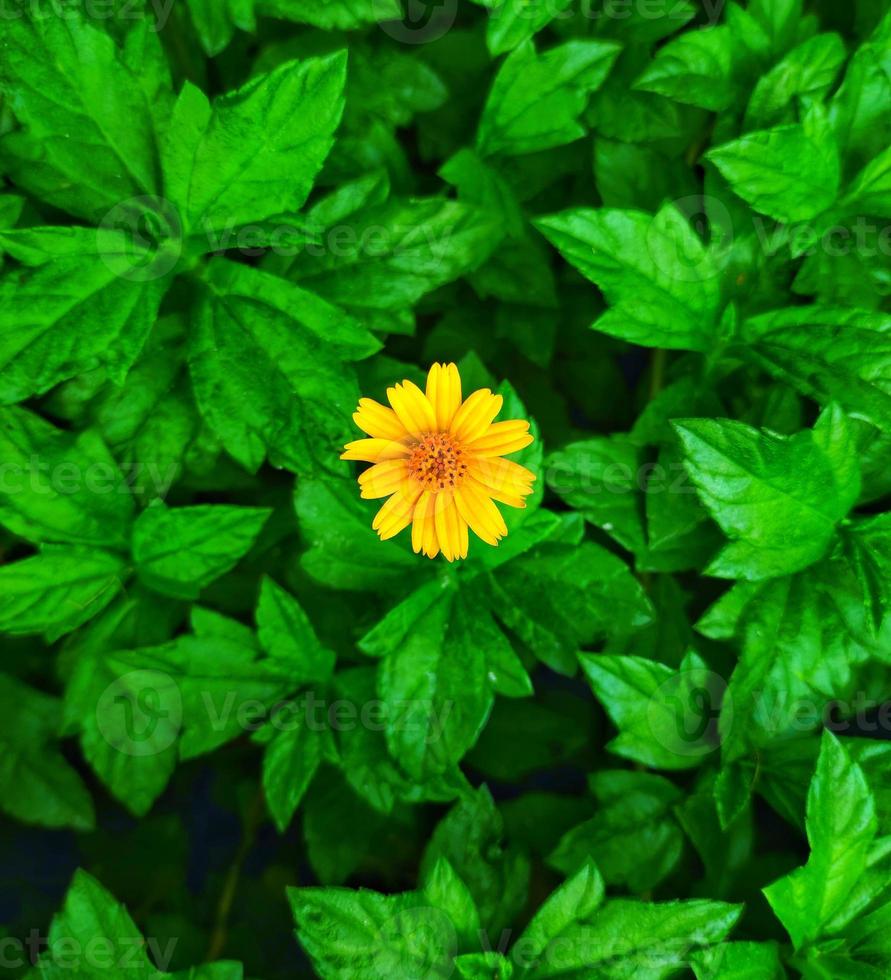 ein Gelb Blume ist unter das Grün Blätter von ein Pflanze. selektiv Fokus und selektiv Fokus auf Gegenstand foto