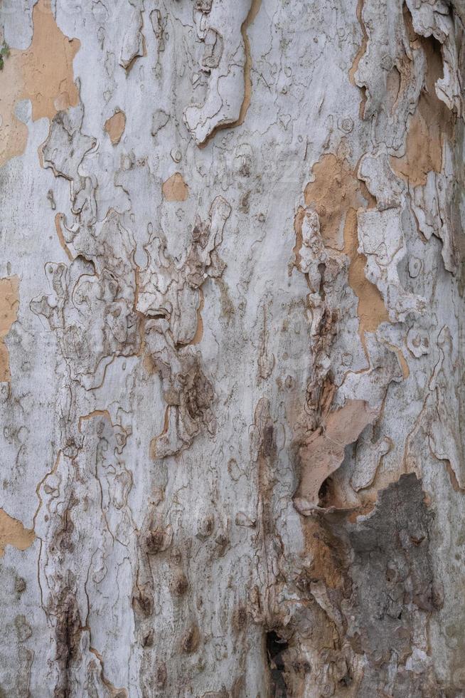 echt Rau Baum Texturen von Natur großartig zum Hintergrund foto