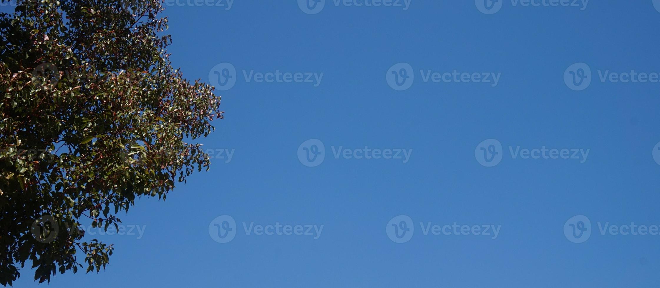 Baum Geäst und Blätter gegen das Blau Himmel auf ein sonnig Tag foto