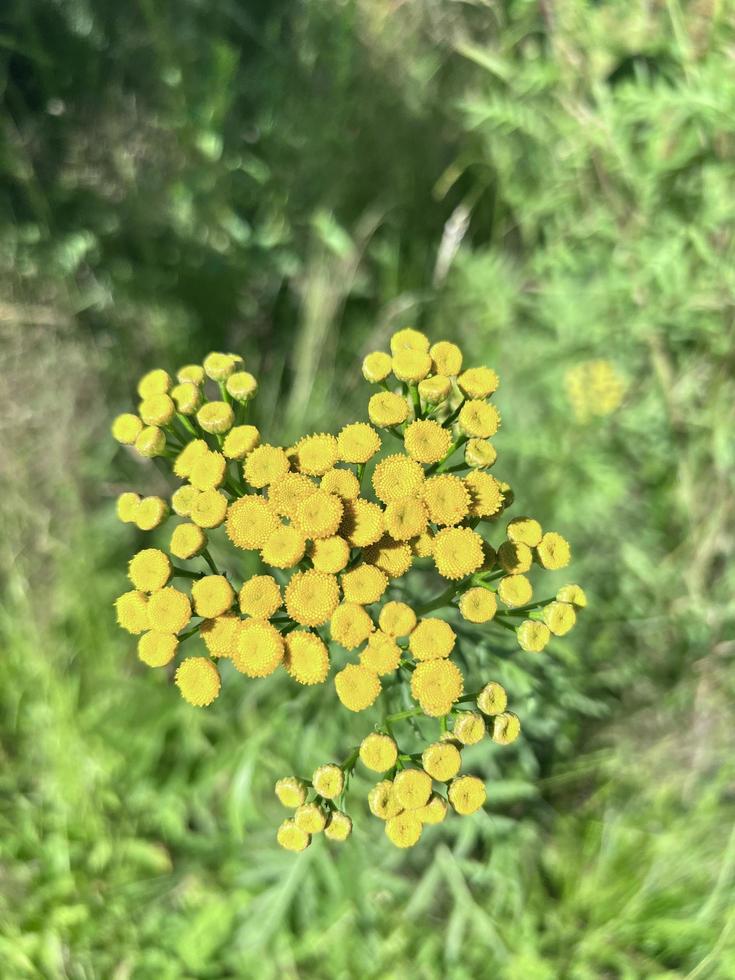 Gelb Rainfarn Blumen foto