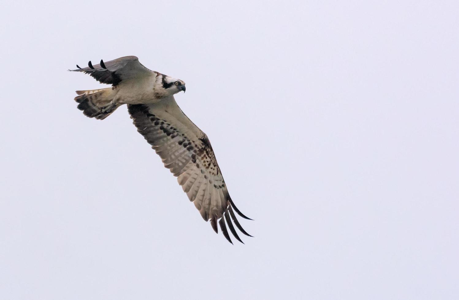 Fischadler - - Pandion haliaetus - - fliegt im das hell Himmel mit gedehnt Flügel, Beine und Schwanz foto