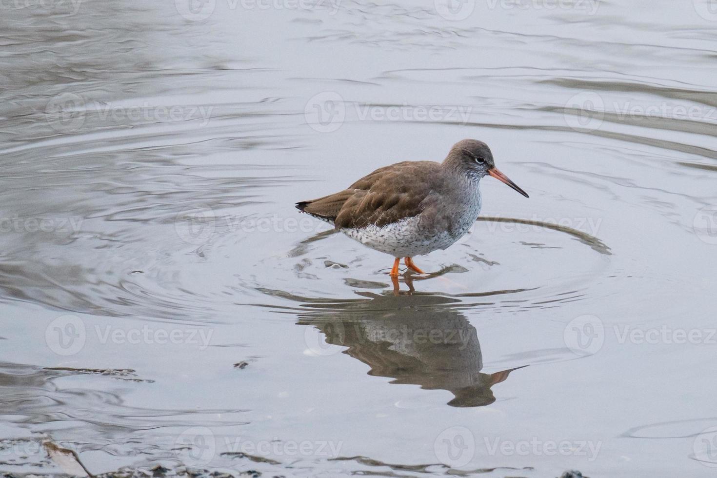 verbreitet Rotschenkel Tringa Totanus, Victoria Park, belfast, Nord Irland, Vereinigtes Königreich foto