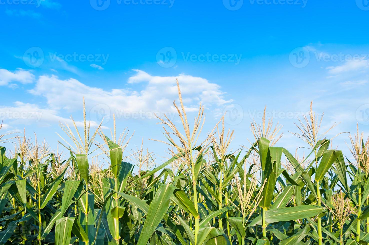 Maisfeld an klaren Tagen, Maisbaum auf Ackerland mit blauem bewölktem Himmel foto