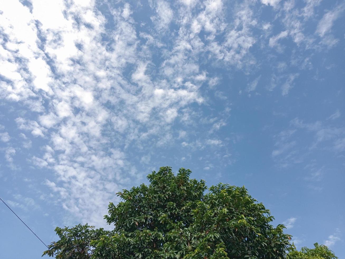 über ein Grün belaubt Baum mit ein hell Blau Himmel Hintergrund im das Morgen foto