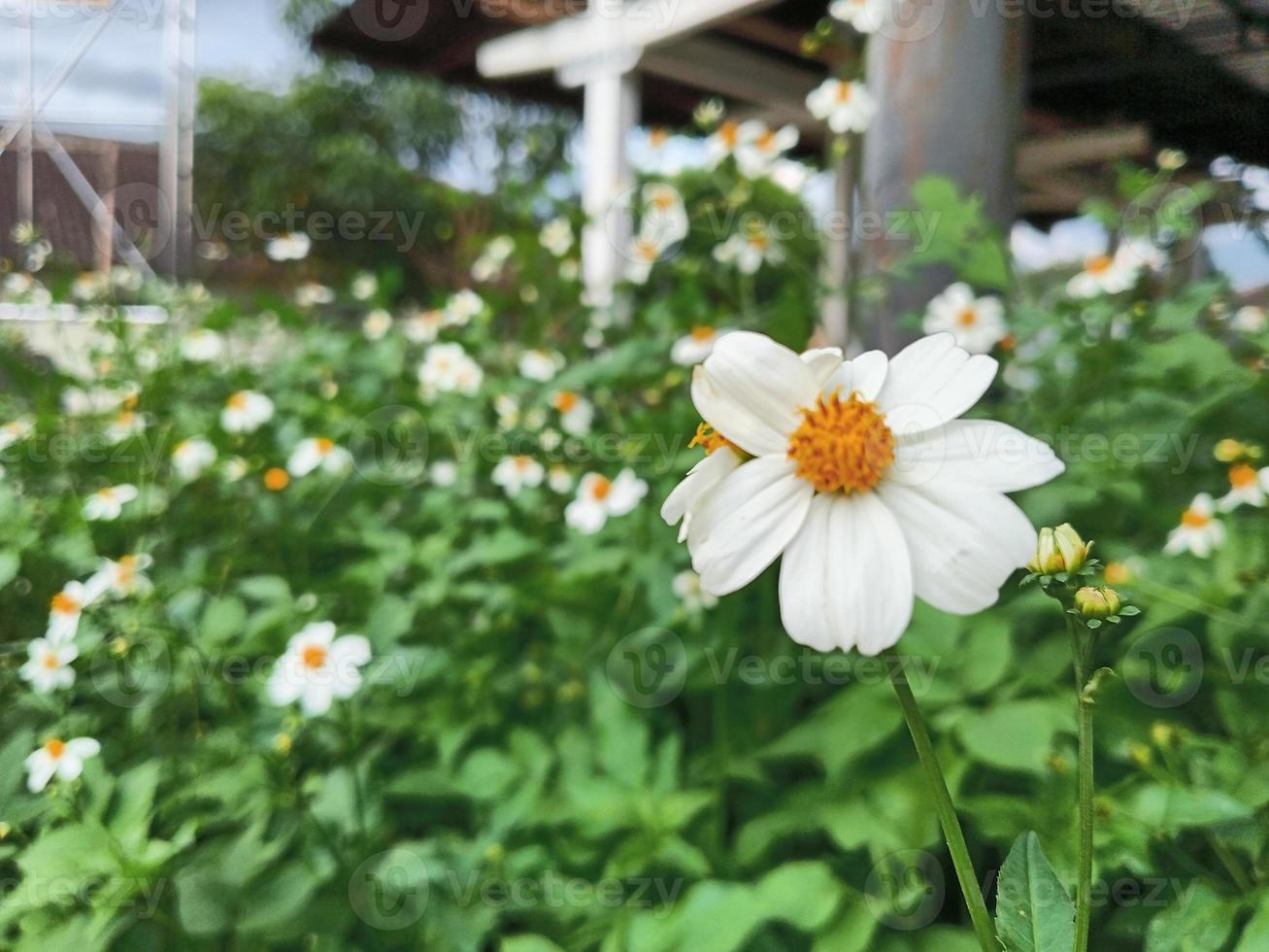 schöne Blumen im Garten foto