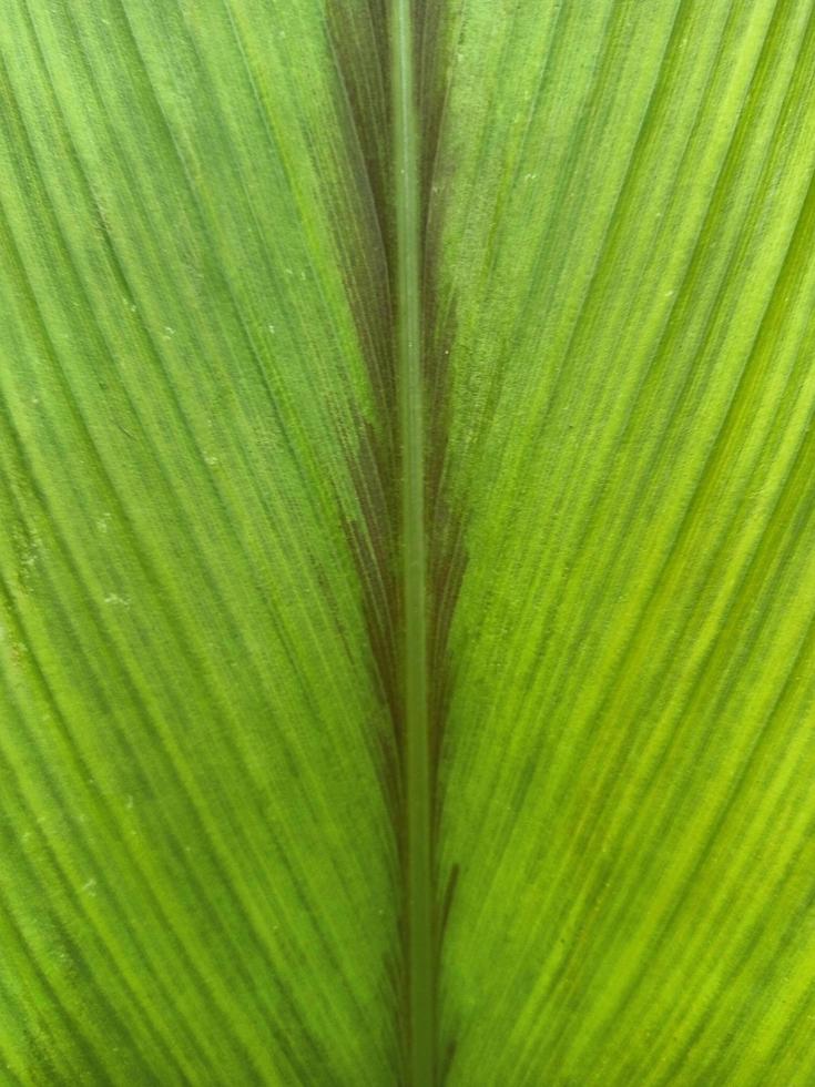 schön gestreift Grün Blatt Textur foto