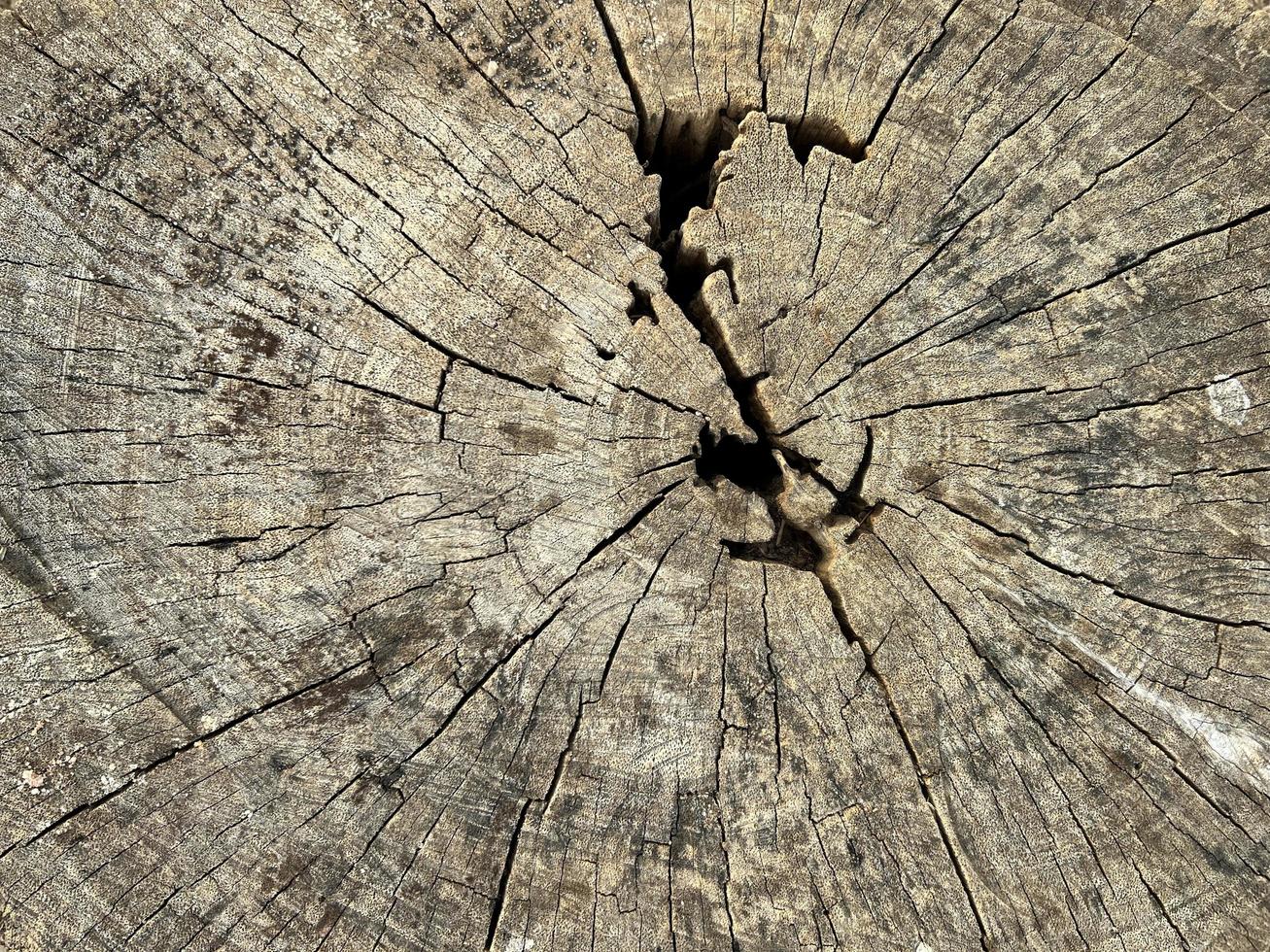 Textur von Baum Stumpf, Natur Holz zum Hintergrund. foto