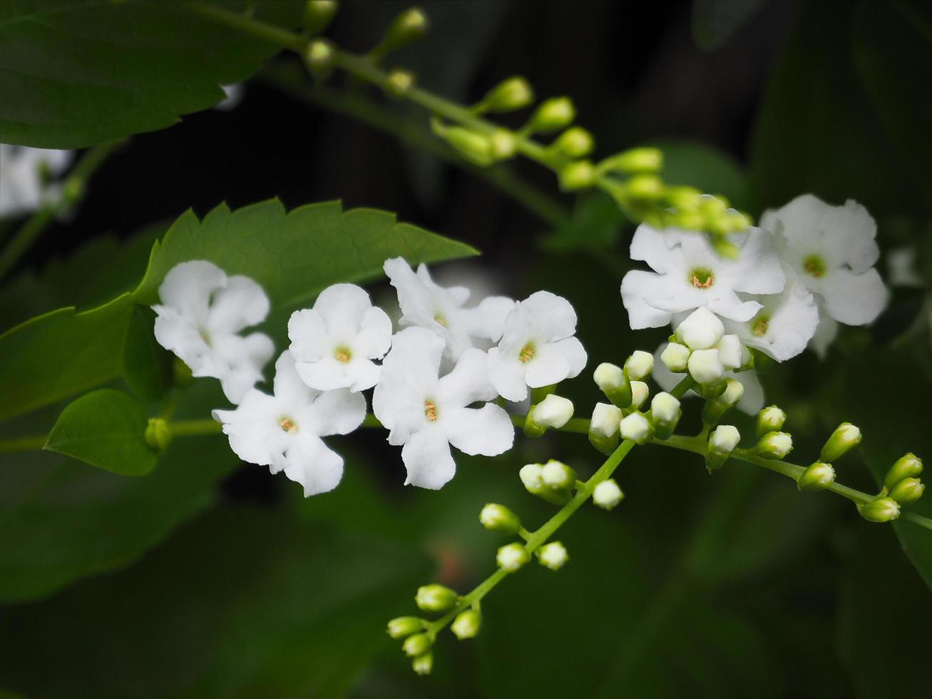 schließen oben Weiß Blumen auf verschwommen hell Grün Blätter Bokeh Hintergrund. foto