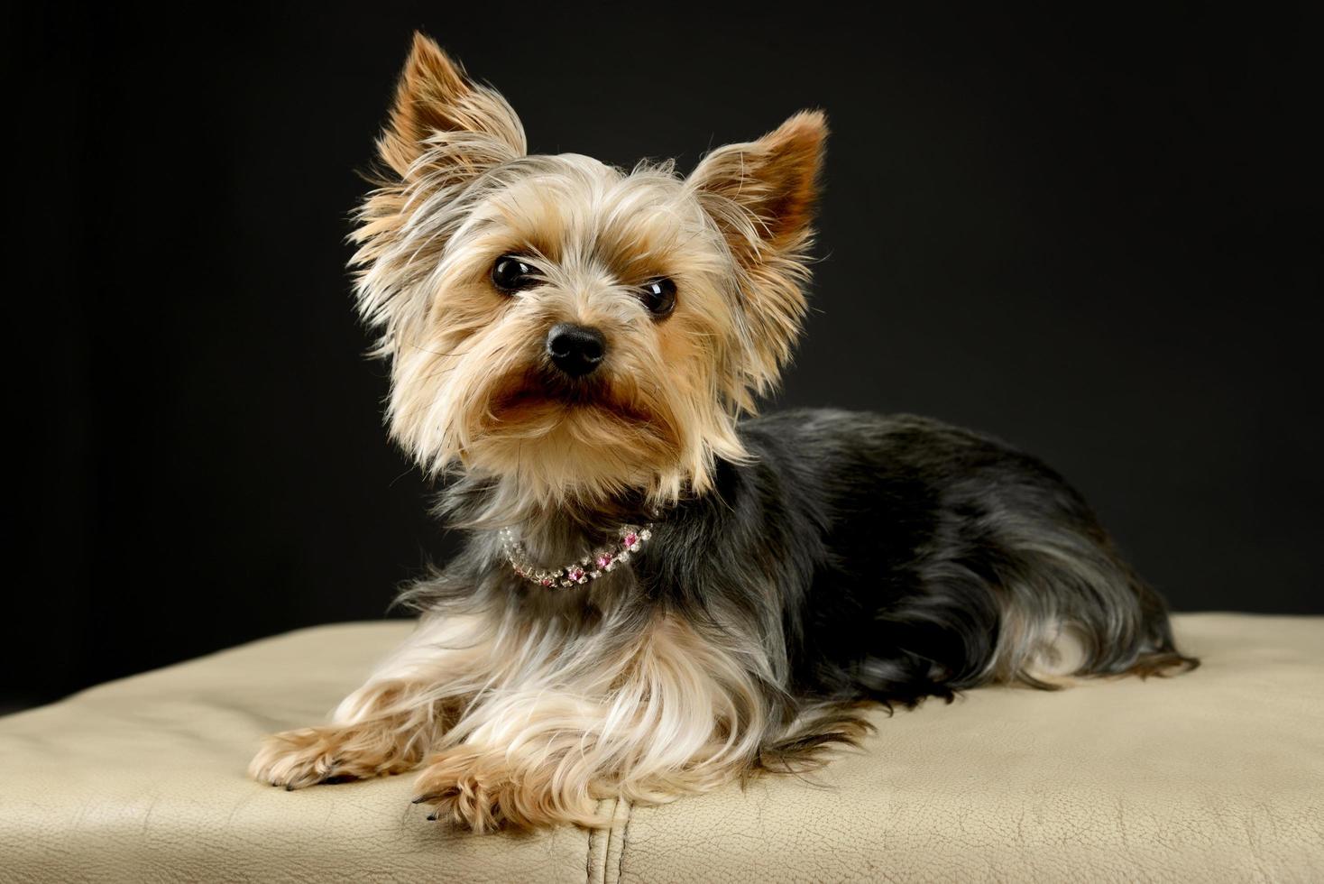 Yorkshire Terrier Welpe, der auf einem schwarzen Hintergrund aufwirft foto