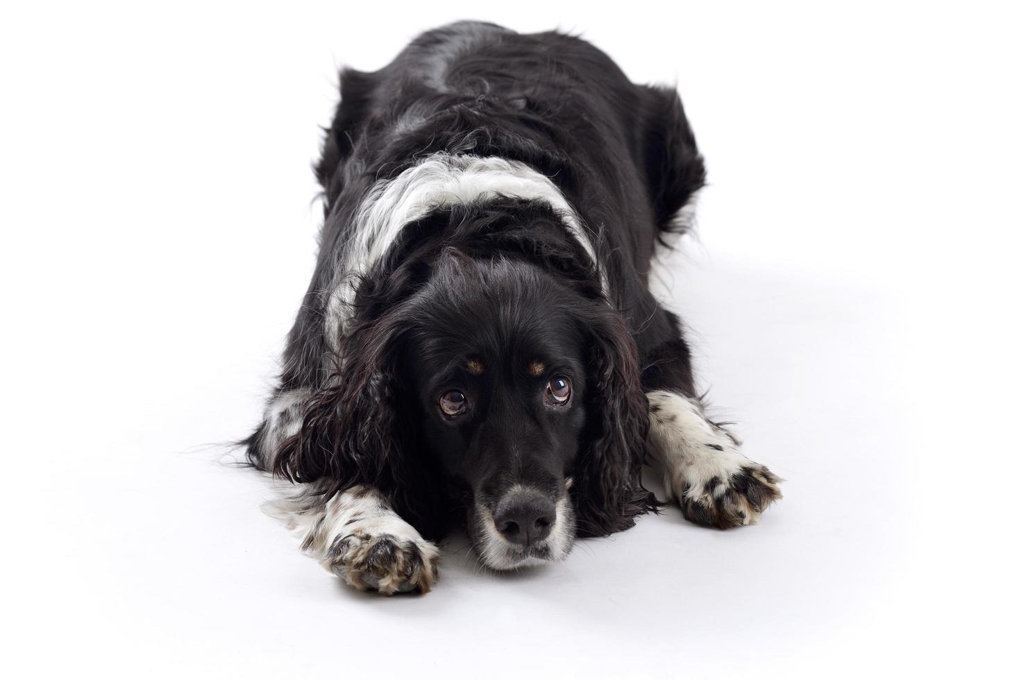 englischer Springer Spaniel Hund, der im Studio lokalisiert auf einem weißen Hintergrund liegt foto