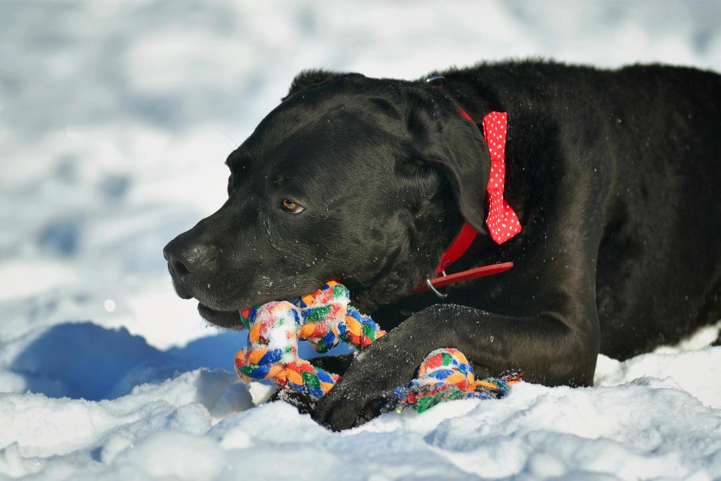 Porträt des niedlichen schwarzen Labradorhundes, der im Schnee spielt foto