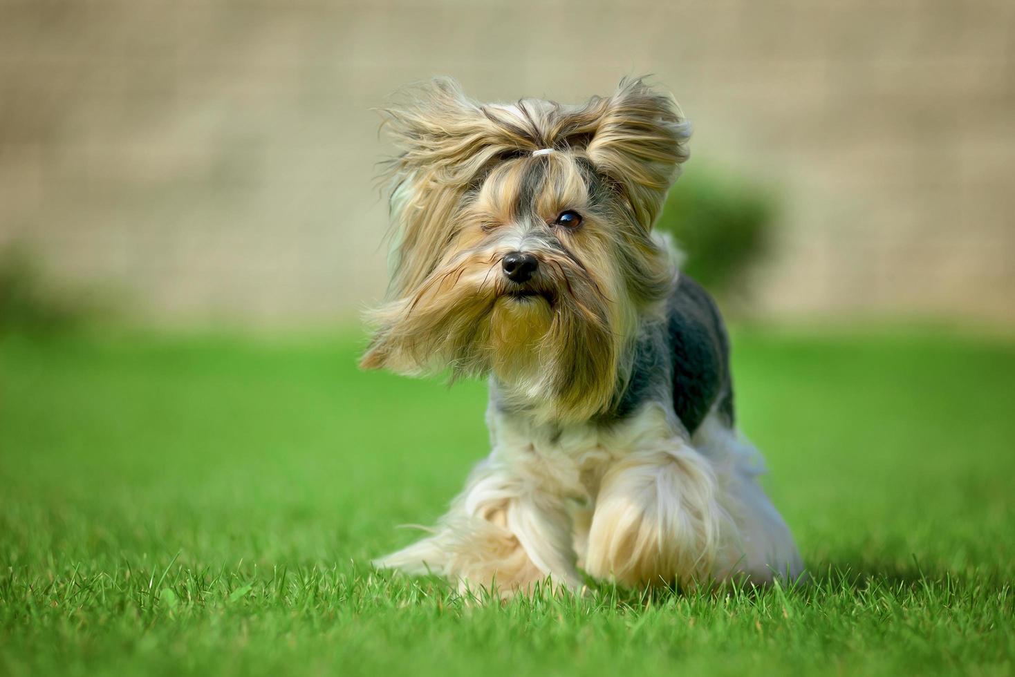 Yorkshire Terrier langes Haar läuft auf grüner Wiese im Park foto