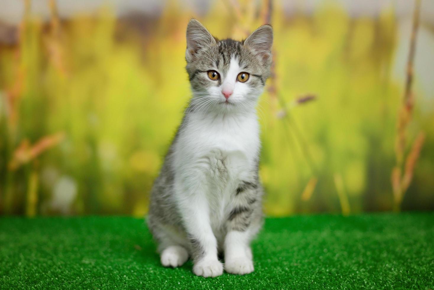 silberne getigerte Katze, die auf grünem Hintergrund sitzt foto