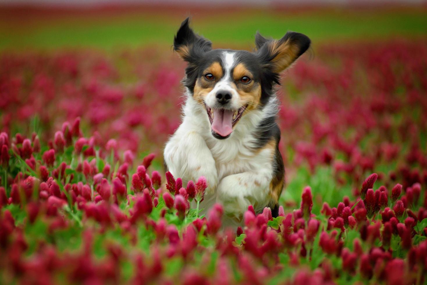 erstaunlicher dreifarbiger Hund, der im blütenroten Klee läuft foto