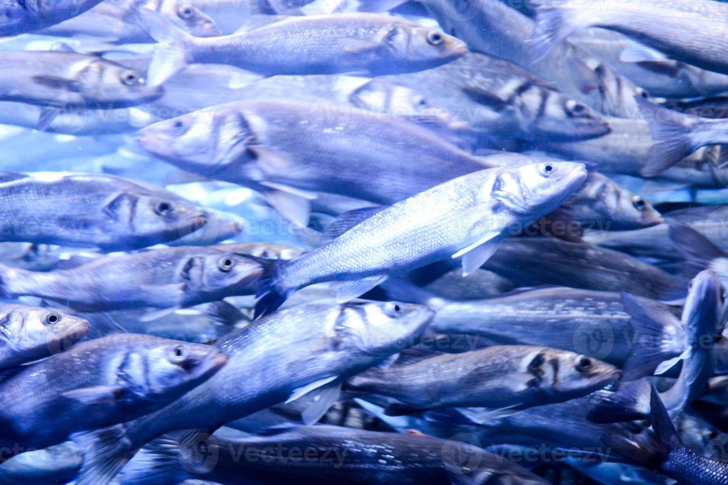 Fische im Aquarium foto