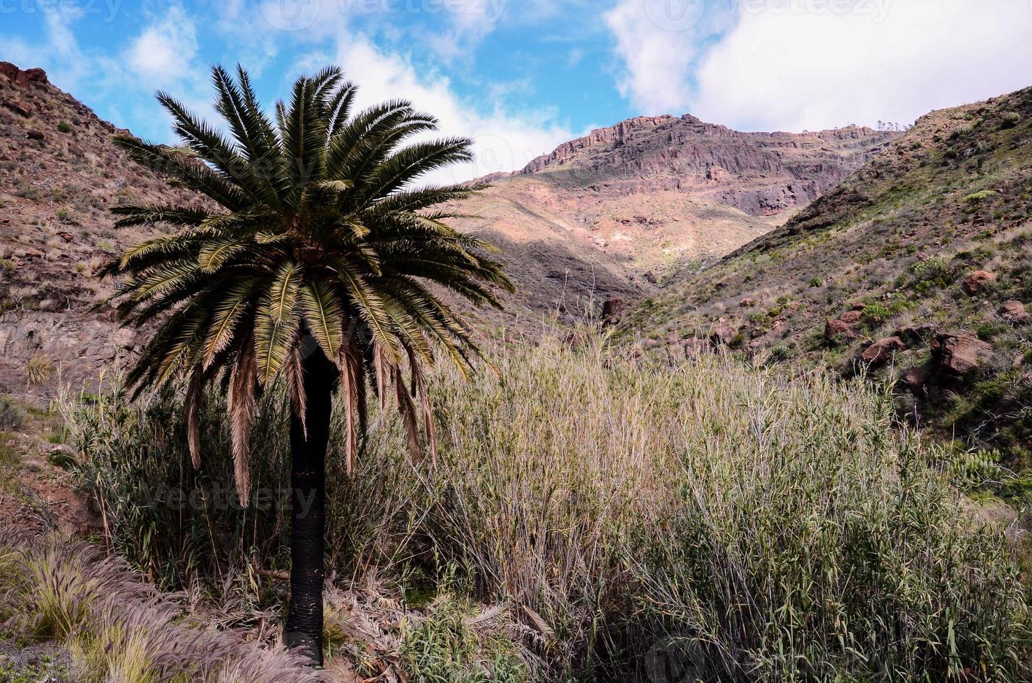 szenisch Landschaft auf Teneriffa, Kanarienvogel Inseln, Spanien foto