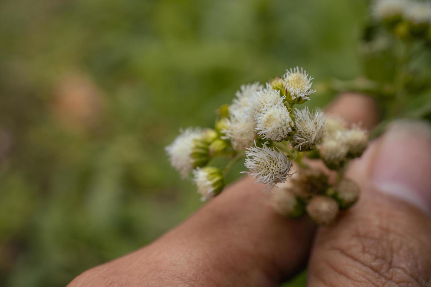 klein Weiß Blume Knospen wann Frühling auf das Garten. das Foto ist geeignet zu verwenden zum Blume Hintergrund, Reisender Poster und botanisch Inhalt Medien.