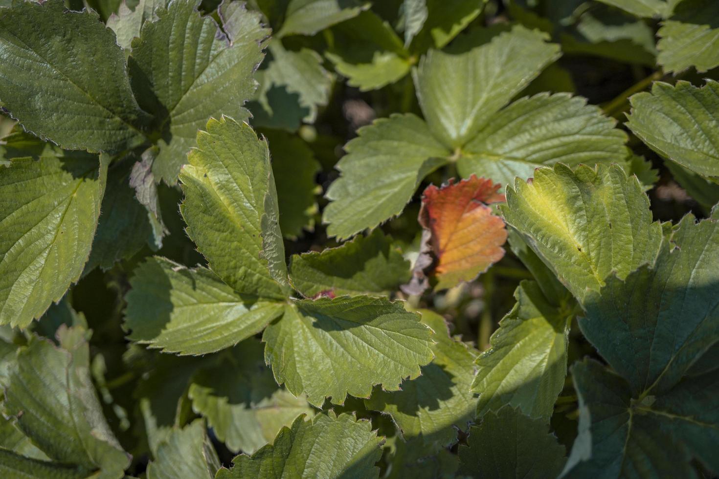 schließen oben von Erdbeere Blatt Textur und Oberfläche wann Ernte Jahreszeit auf das Frühling Zeit beim Grün Garten malang. das Foto ist geeignet zu verwenden zum botanisch Poster, Hintergrund und Ernte Werbung.