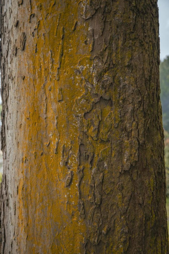 schließen oben Foto Oberfläche Textur von Baum Kofferraum auf Hinterhof, mit Gelb Moos. schließen oben Foto Oberfläche Textur von Baum Kofferraum auf Hinterhof, mit Gelb Moos.
