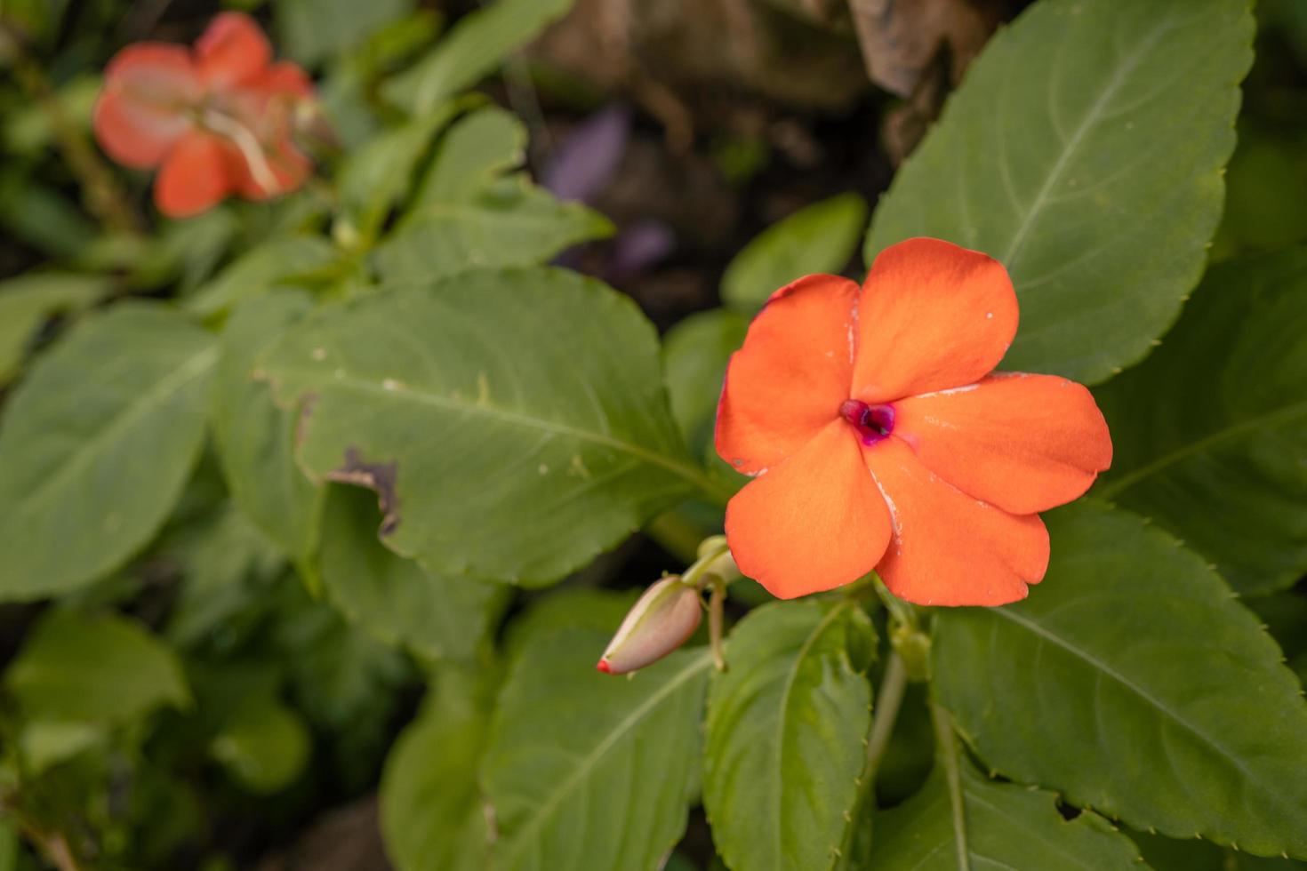 Orange wild Blume blühen wann Frühling. das Foto ist geeignet zu verwenden zum Blume Hintergrund, Reisender Poster und botanisch Inhalt Medien.