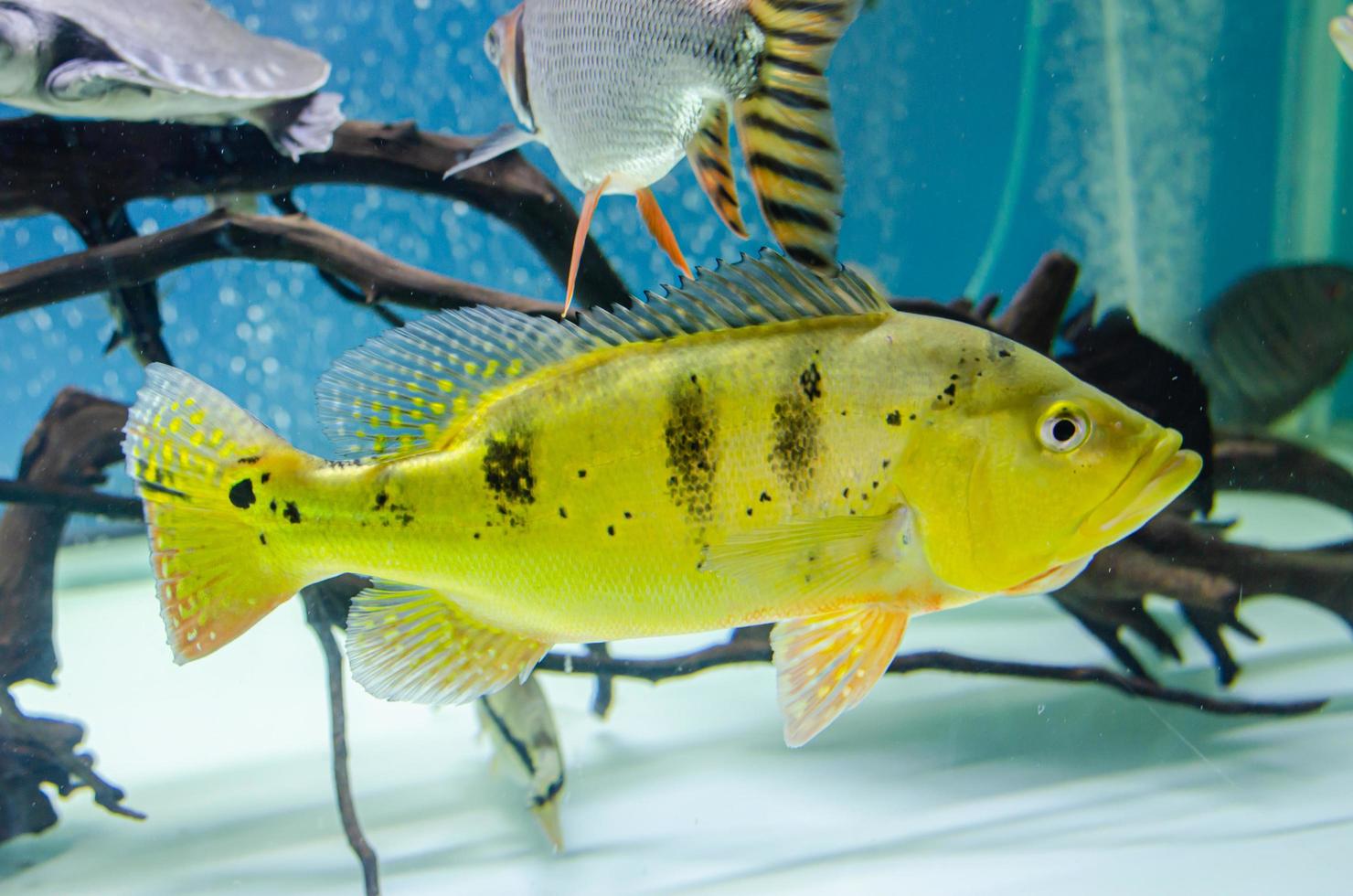 Nahaufnahme von gelbem Fisch foto