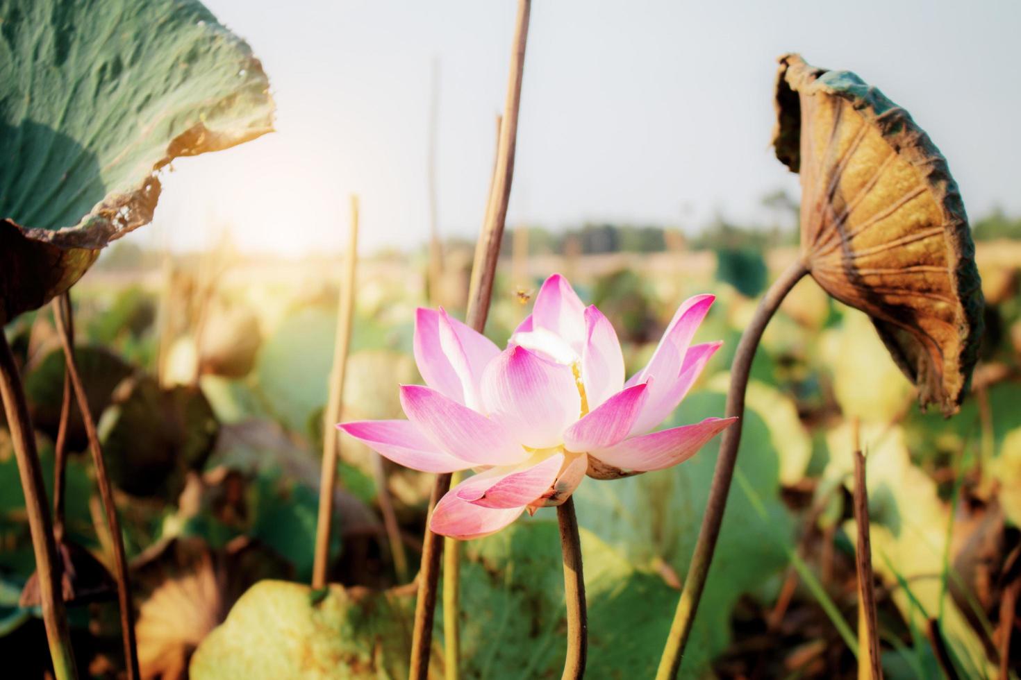 Lotus mit Sonnenlicht foto