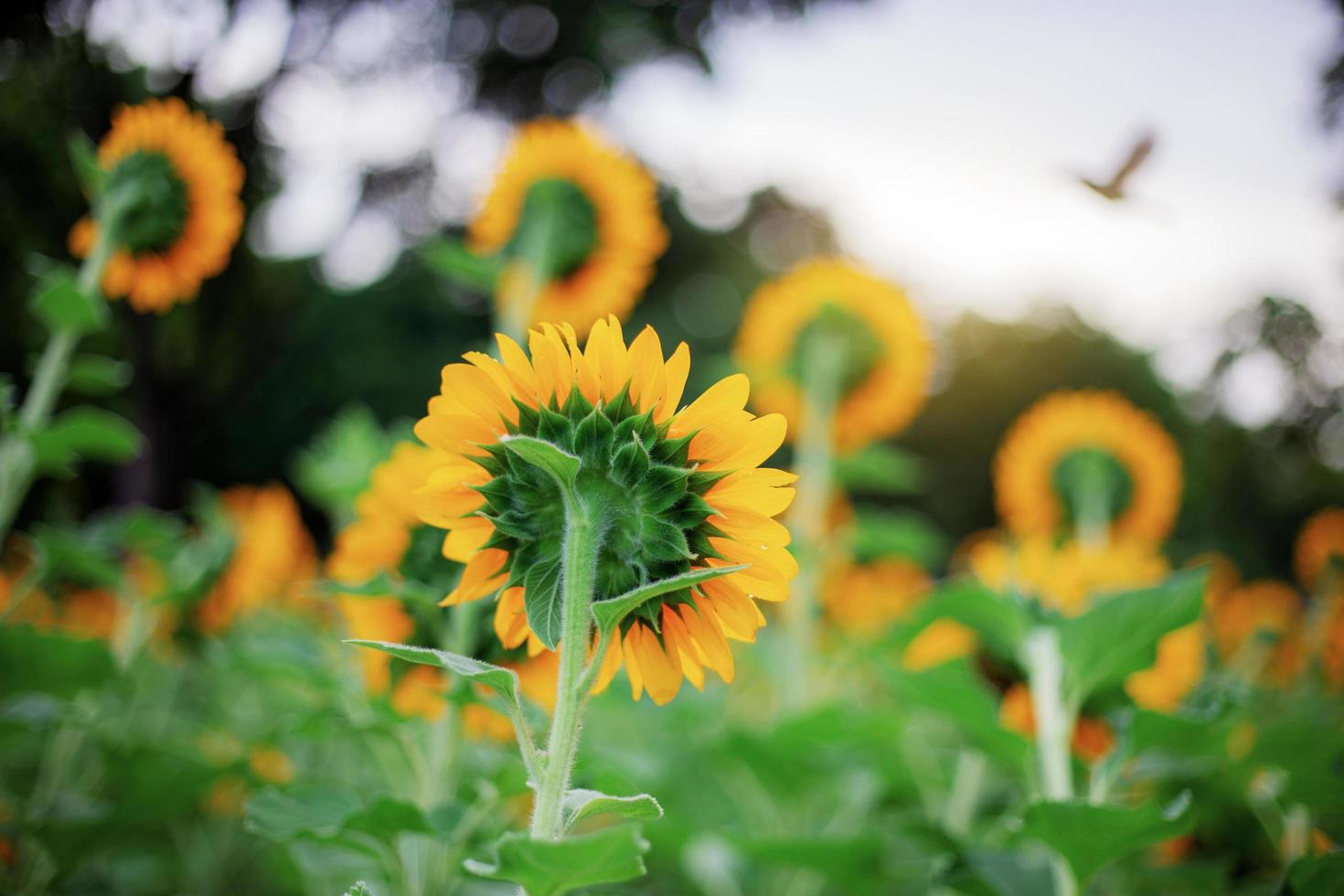 Sonnenblume von hinten am Himmel foto