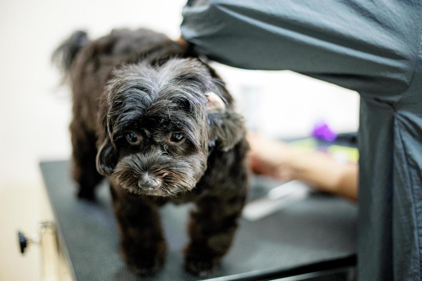 Frau, die einen Hund in der Tierhandlung putzt foto