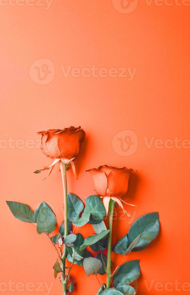 Rosen auf einem orangefarbenen Hintergrund foto