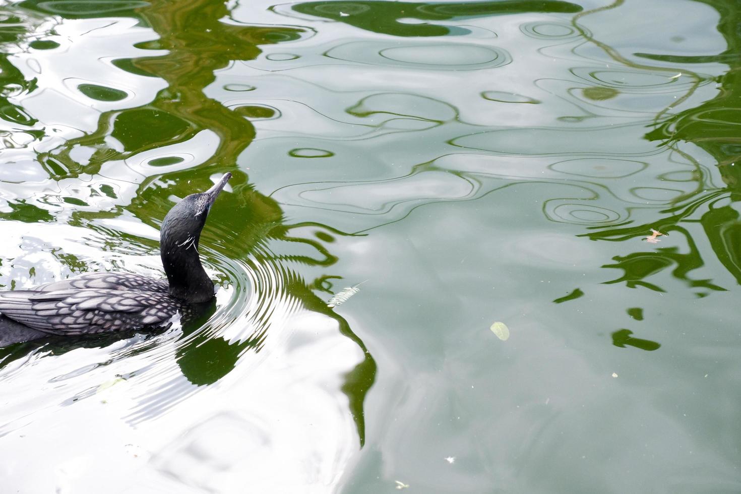 selektiv Fokus von Seetaucher Schwimmen im das See. foto