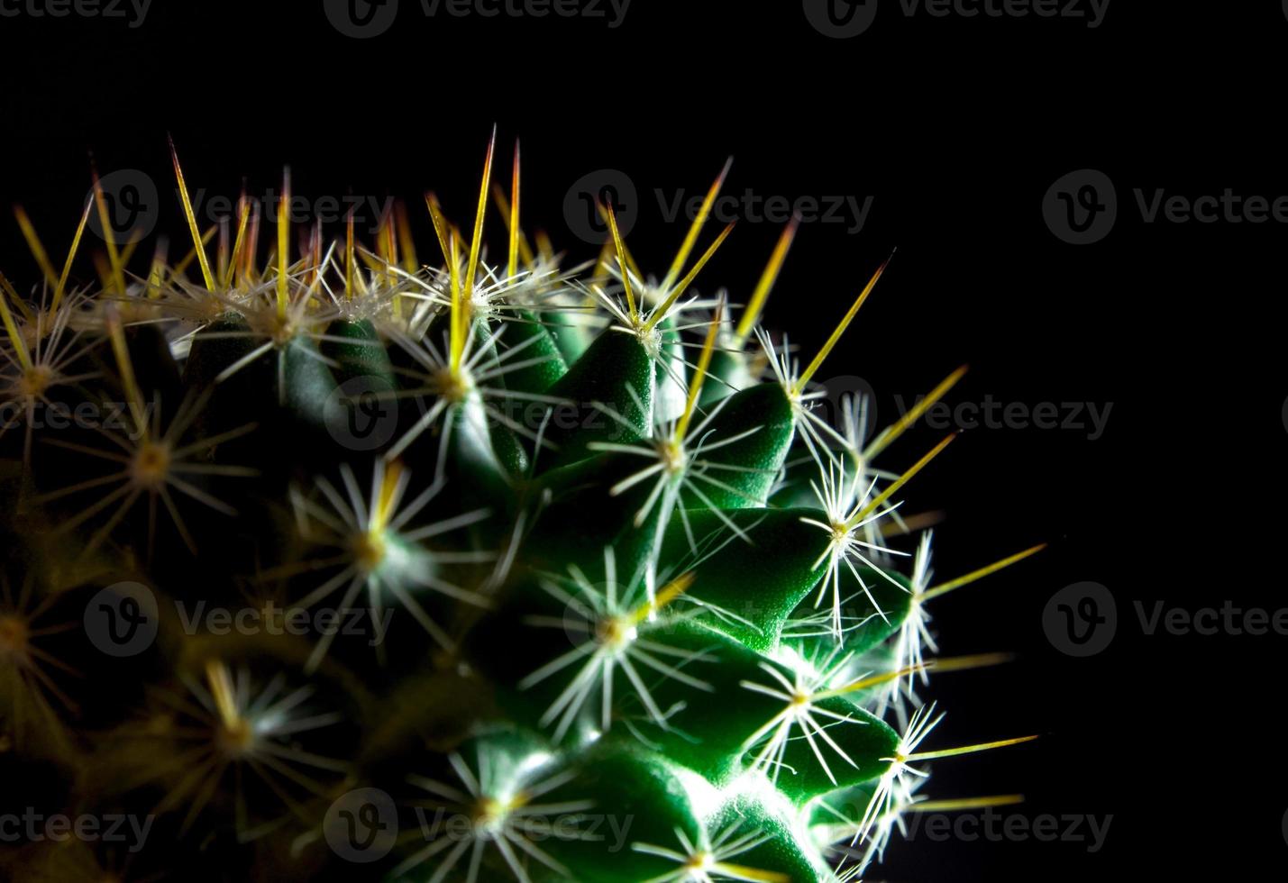lebendiges Grün des Mammillaria-Kaktus auf schwarzem Hintergrund foto