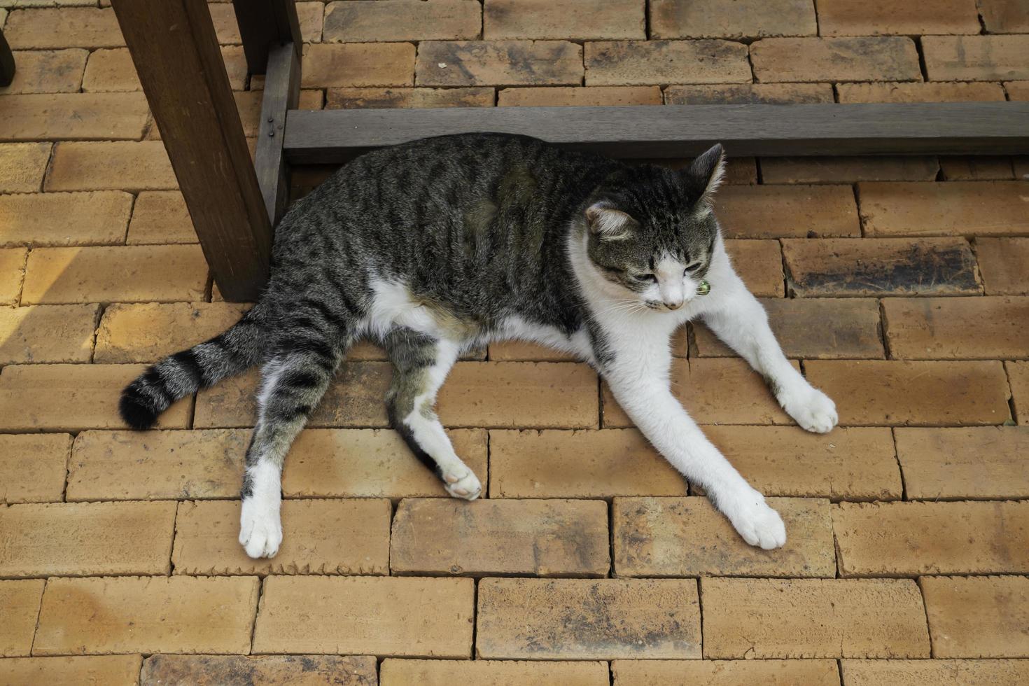 graue Katze, die auf Ziegelstein liegt foto