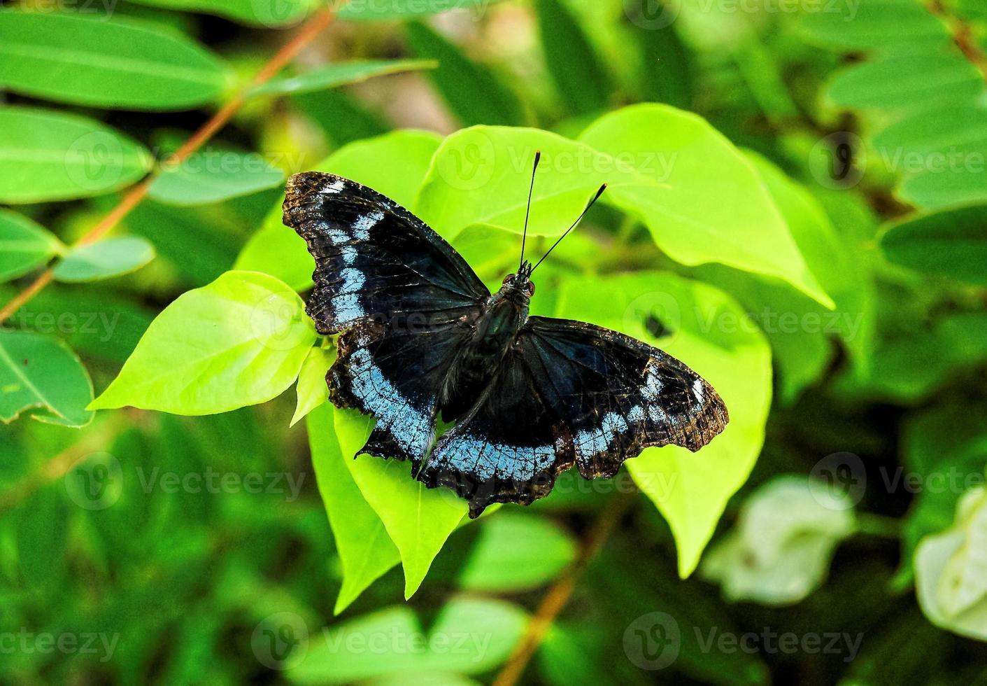 Schmetterling auf grünen Blättern foto