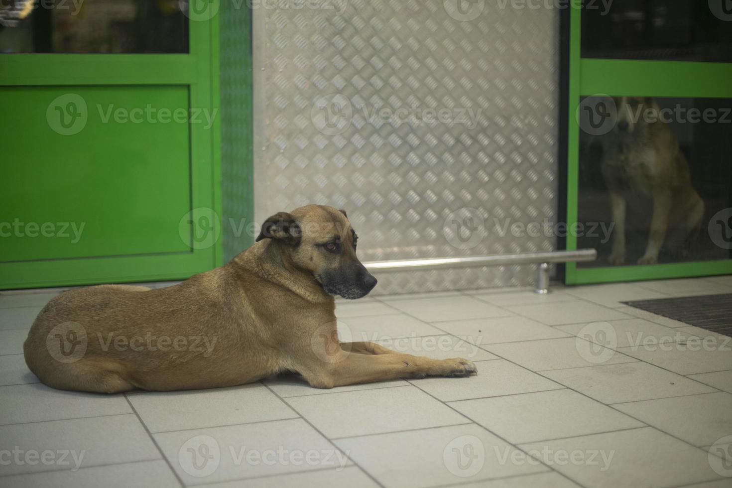streunend Hund im speichern. Tier sonnt sich im Gebäude. verlassen Haustier. foto