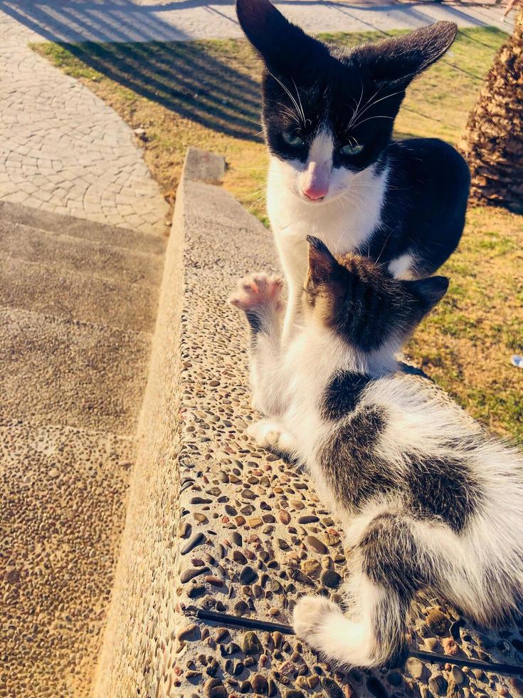 unzerbrechlich Bindung zwischen ein katzenartig Mutter und ihr Kätzchen, präsentieren das Liebe, pflegend, und Schutz von mütterlicherseits Instinkte foto