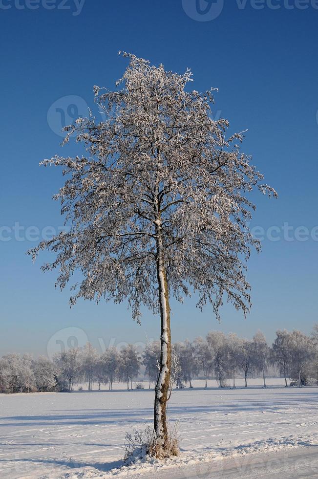 Winterzeit in Westfalen foto