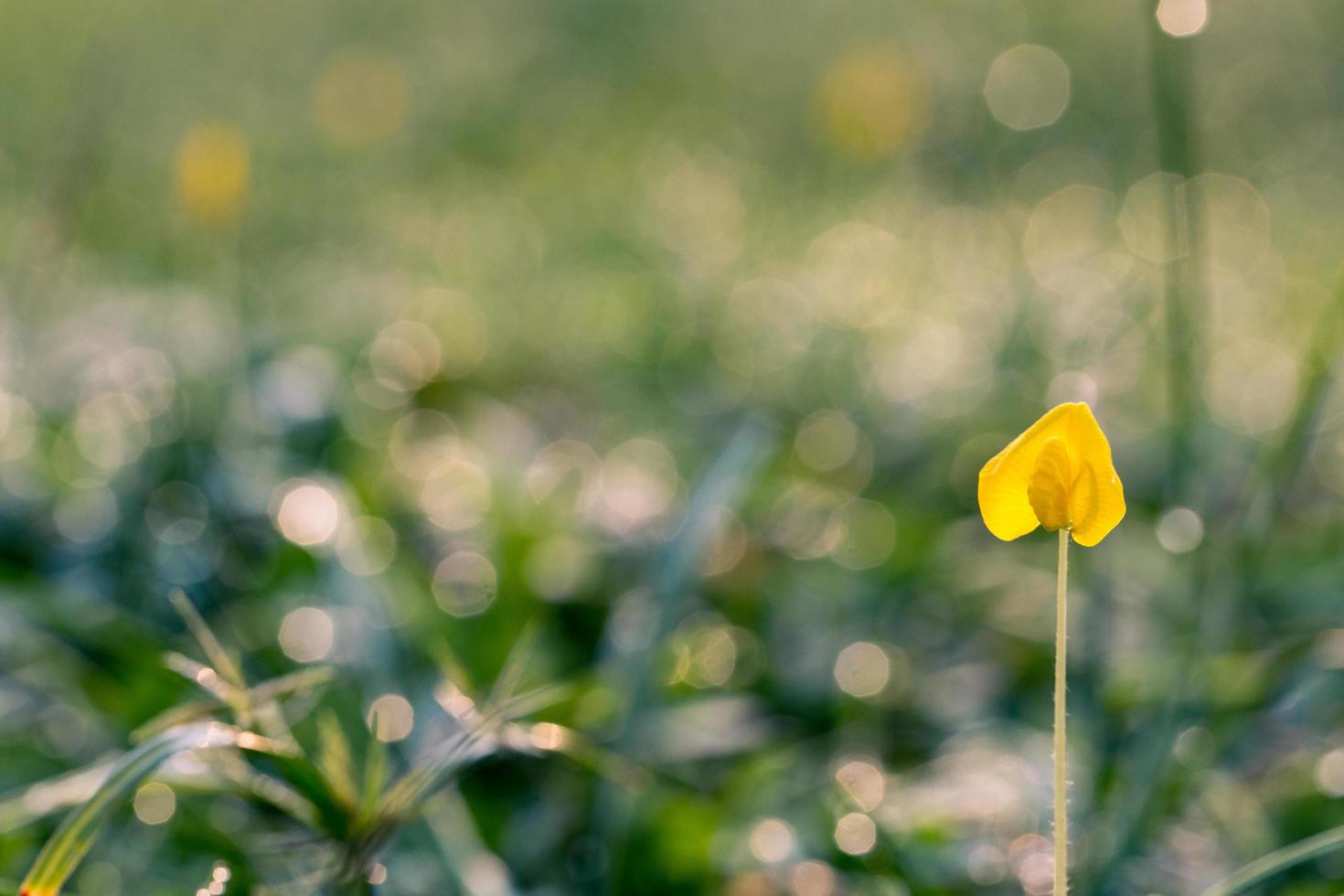 Nahaufnahme einer gelben Blütenblattblume foto