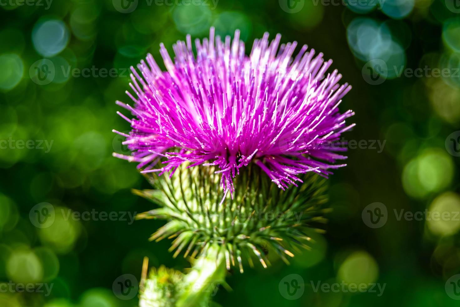 schöne wachsende Blumenwurzel Klettendistel auf Hintergrundwiese foto