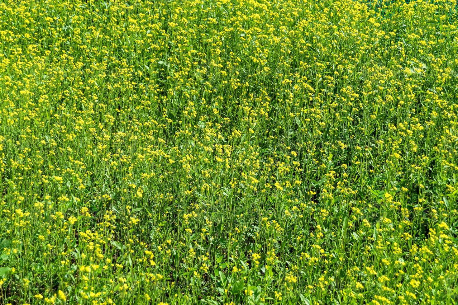 Fotografie zum Thema feiner wild wachsender Blumensenf auf Hintergrundwiese foto