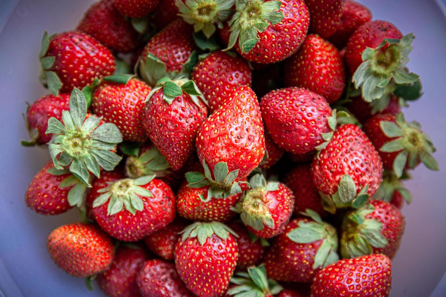 Erdbeeren in einer Plastikschüssel foto