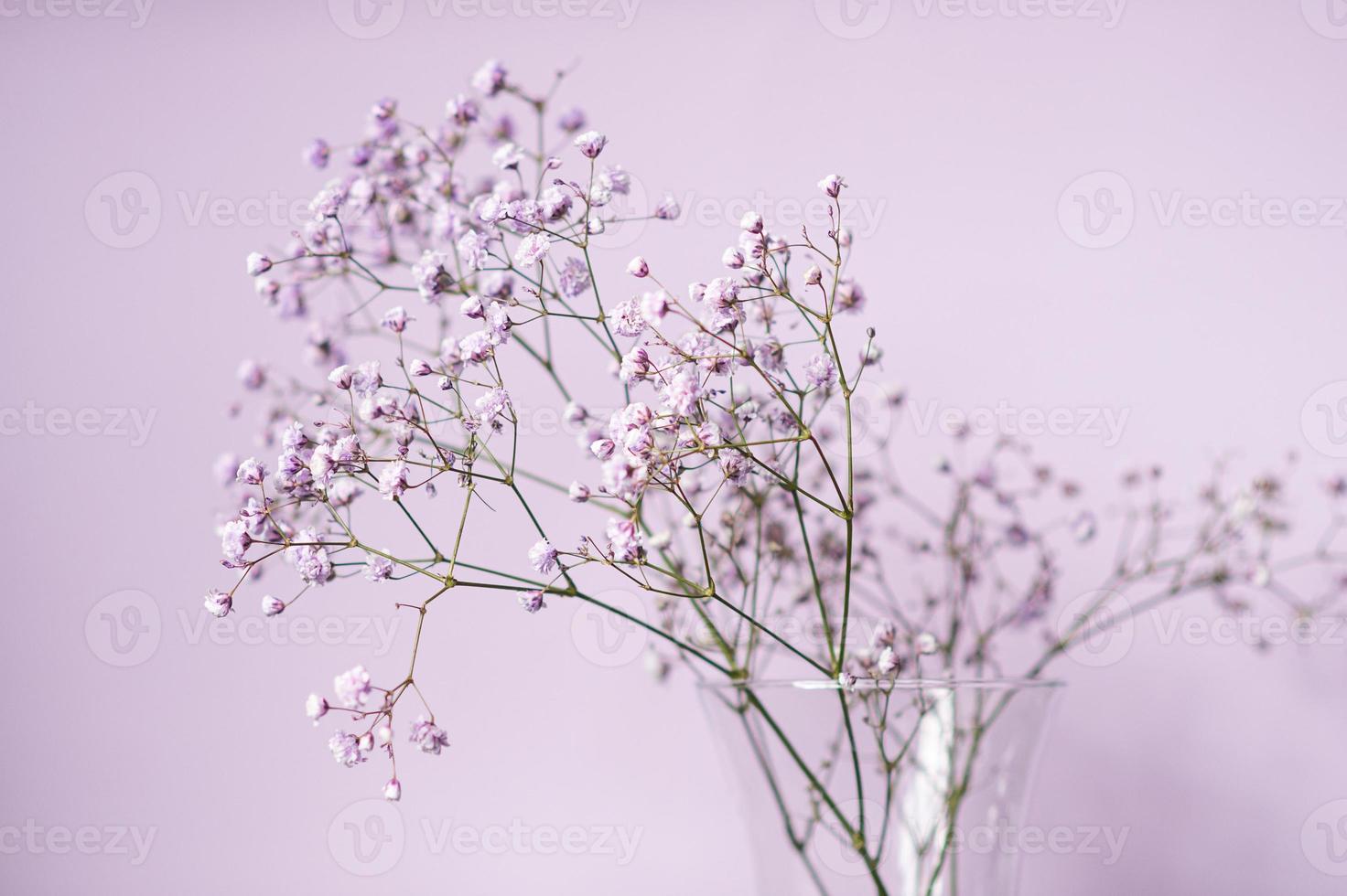 lila Gypsophila Blumen Stand im ein Vase auf ein lila Hintergrund foto